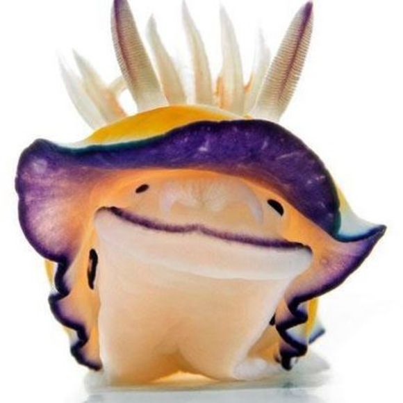 kshaye7